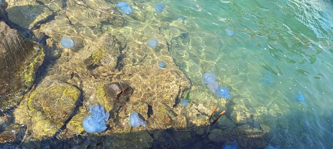 Yüzlercesi sahile vurdu, dokunan anında zehirleniyor! Mavi renklilere sakın yaklaşmayın, ölüm tehlikesi var 28